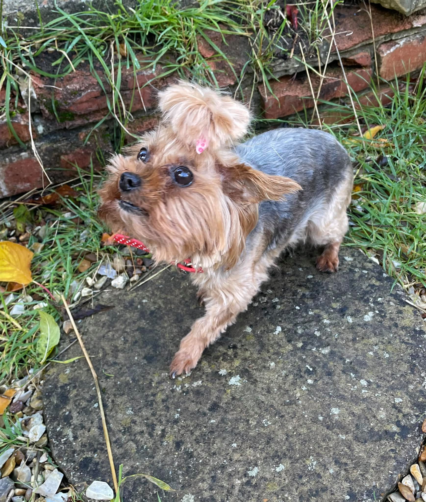 Small dog with fluffy coat by brick wall