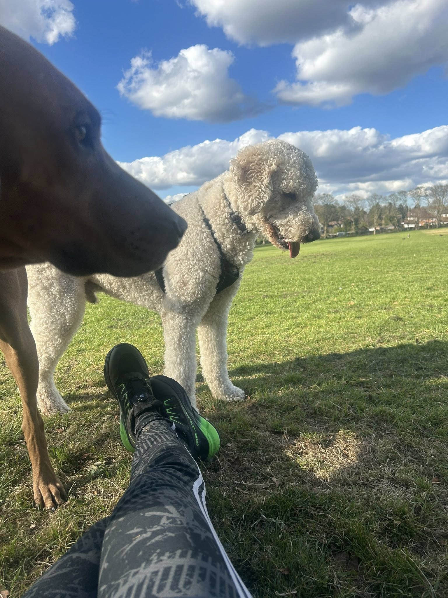 Dogs playing together in open park field