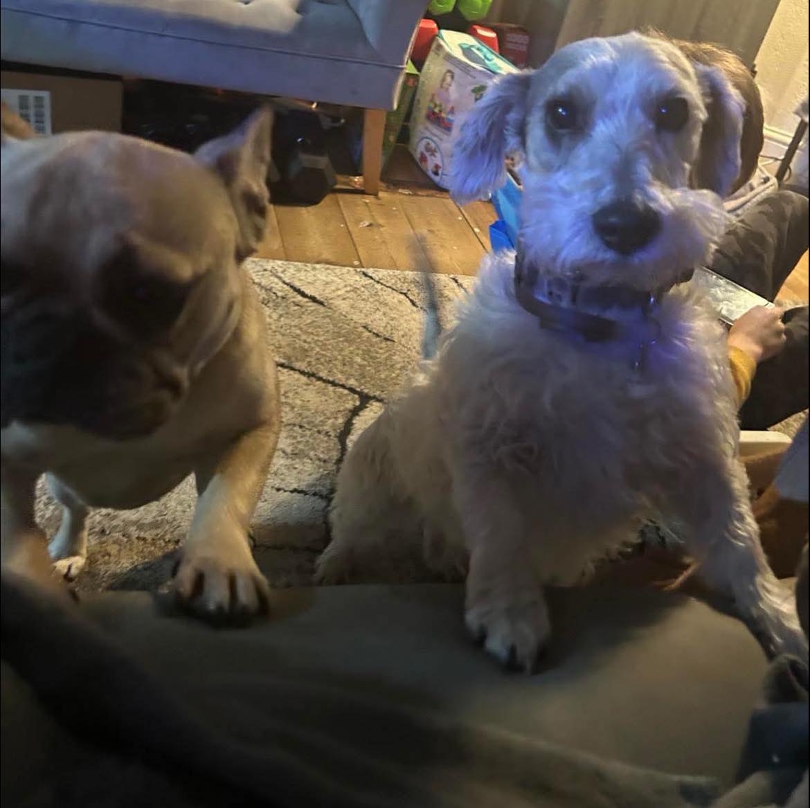 Dog photo