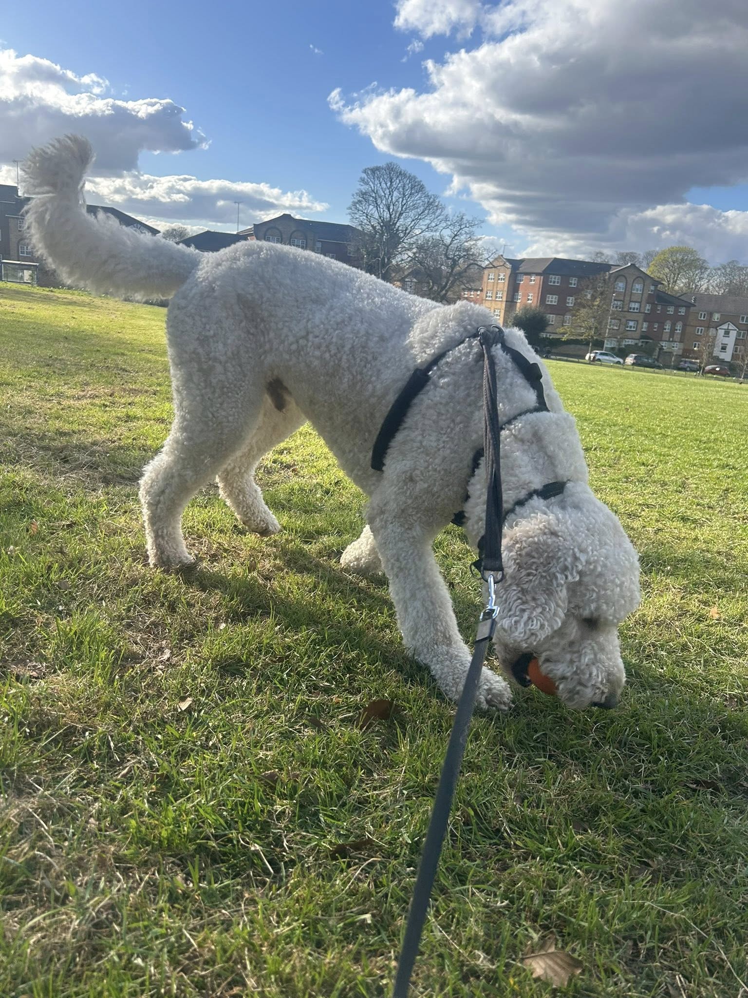 Two white poodles on leash in grassy park