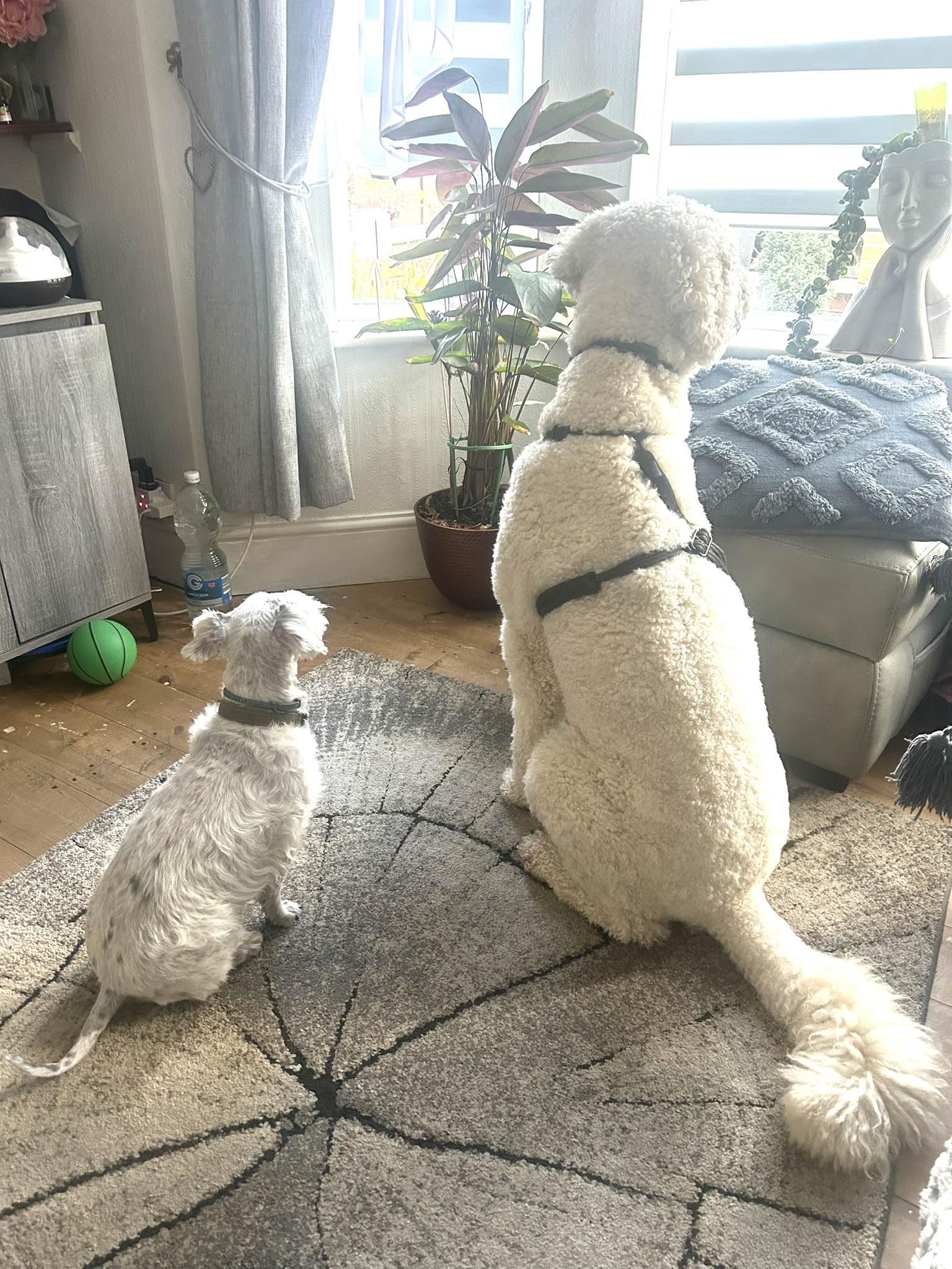 Two white dogs interacting indoors