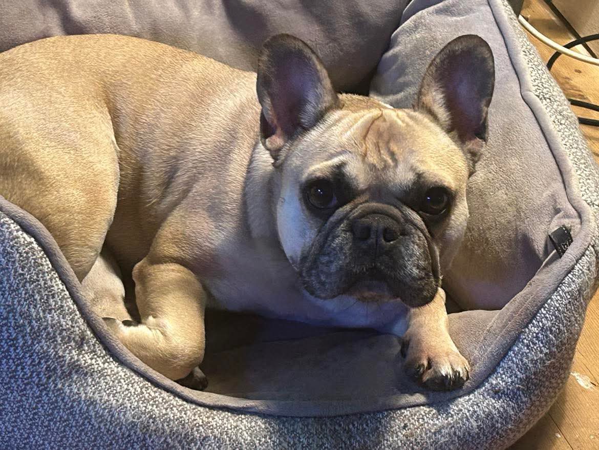 Dog photo