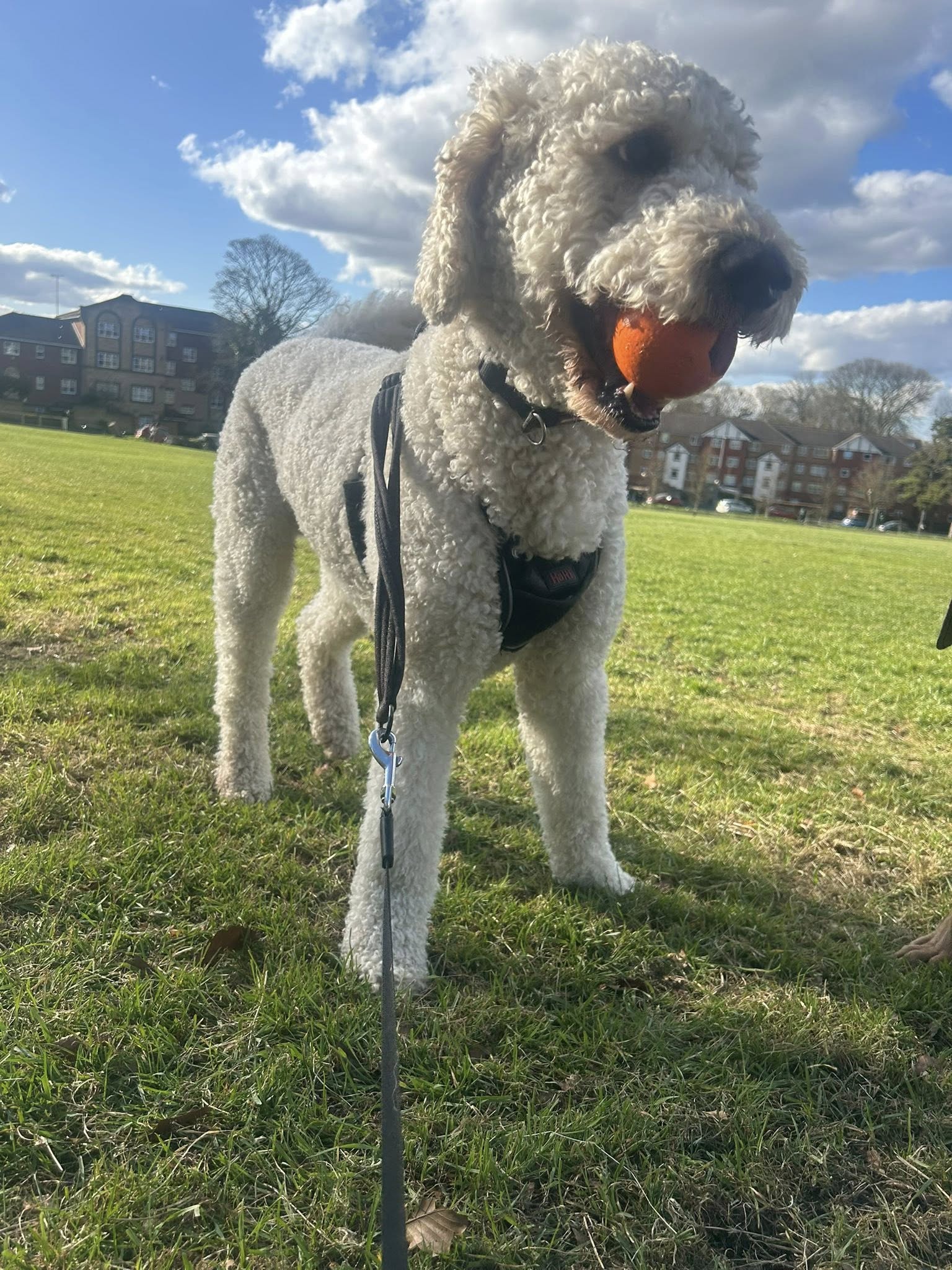 Cream curly-haired dog on leash in park