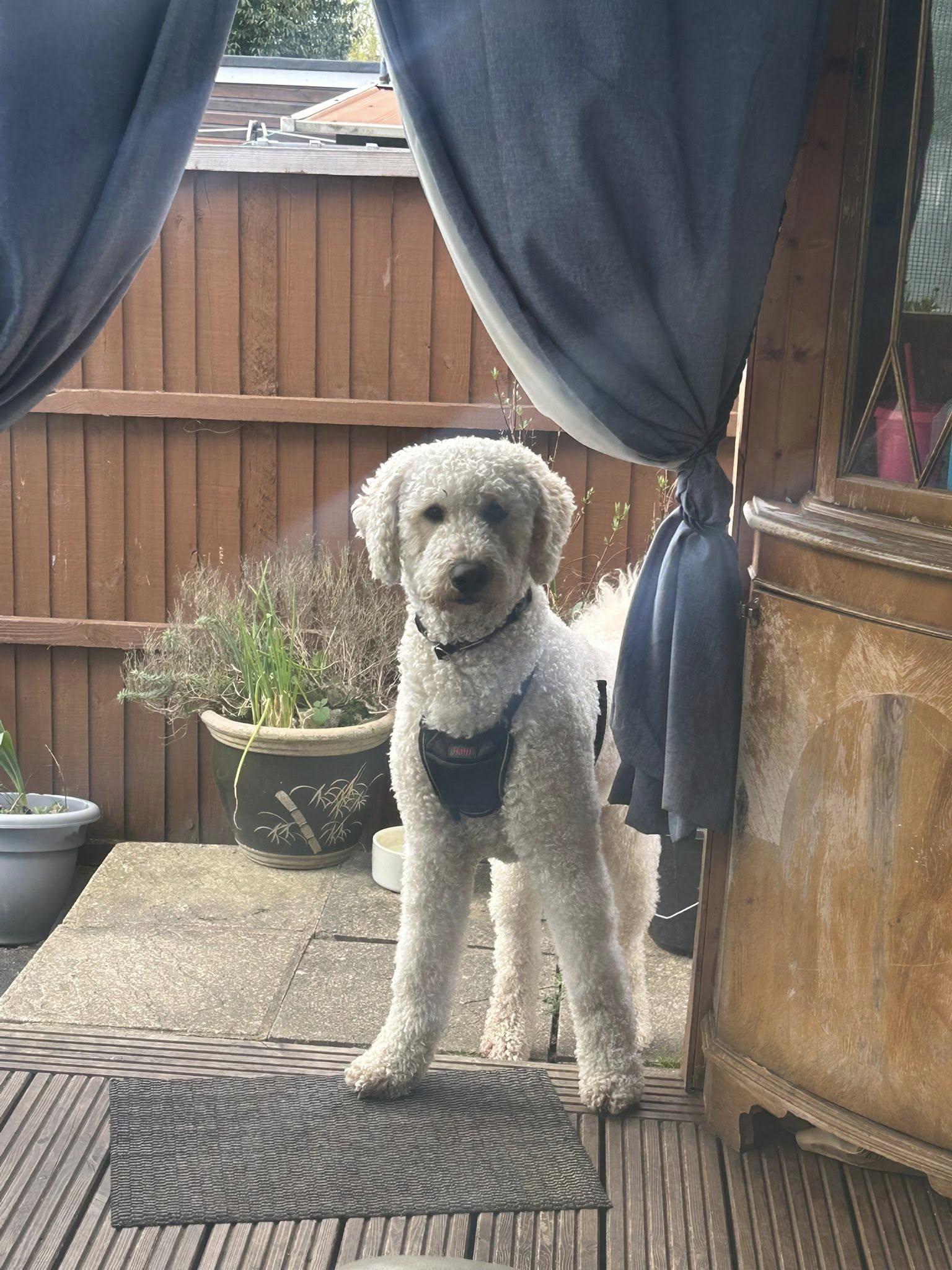 White poodle standing on patio wearing harness