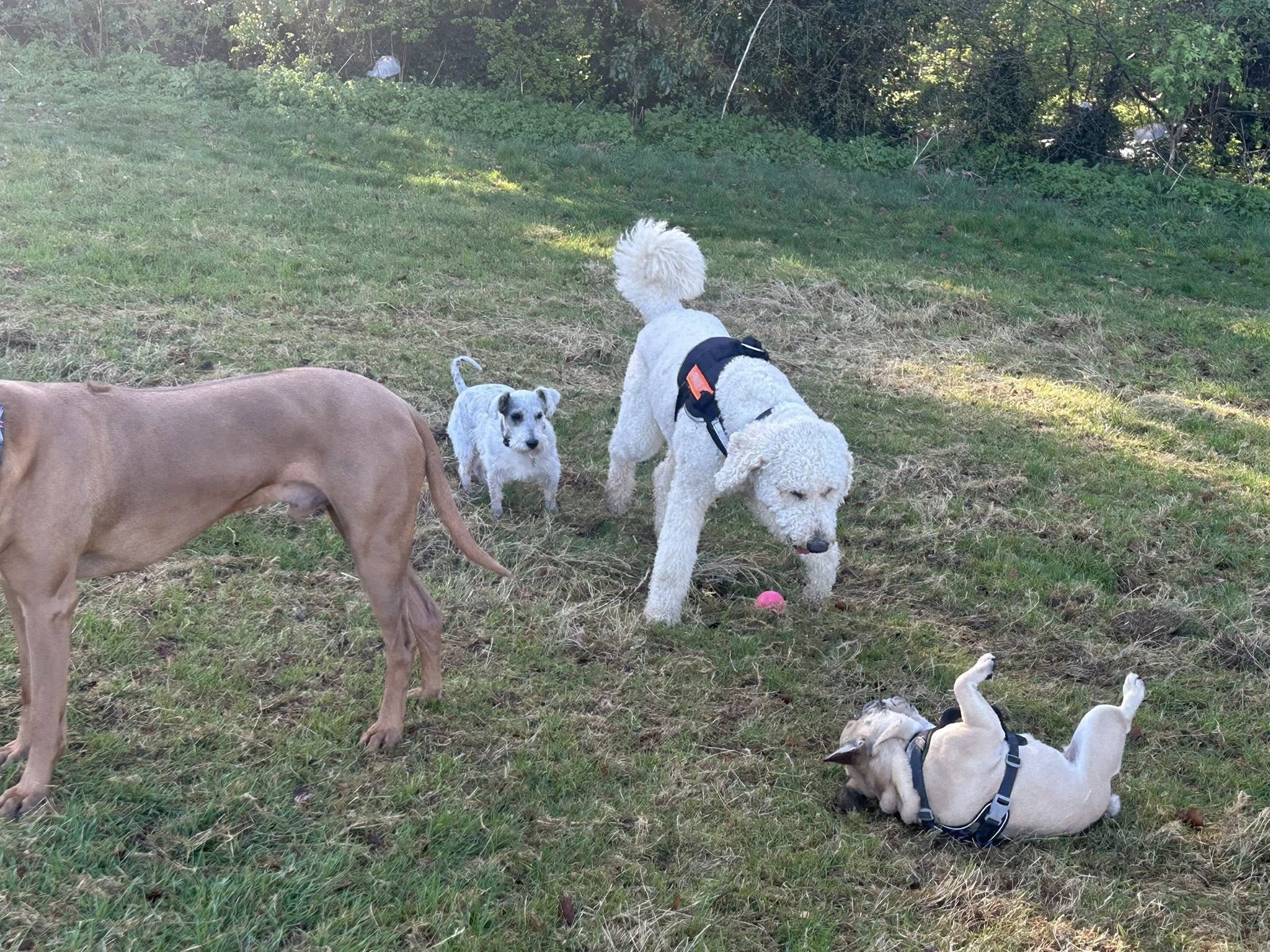 Multiple dogs playing together outdoors