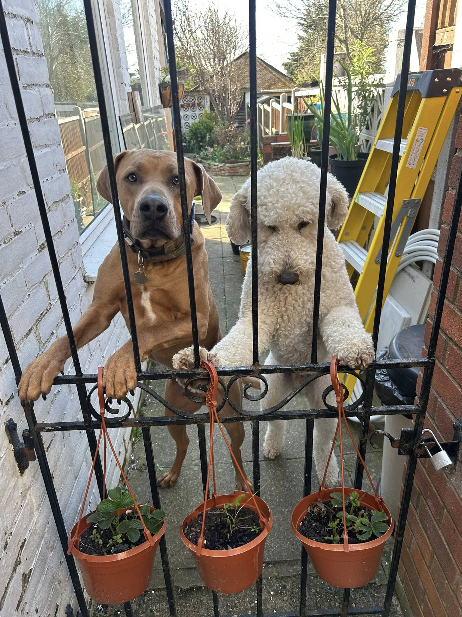 Two dogs looking over gate with hanging planters