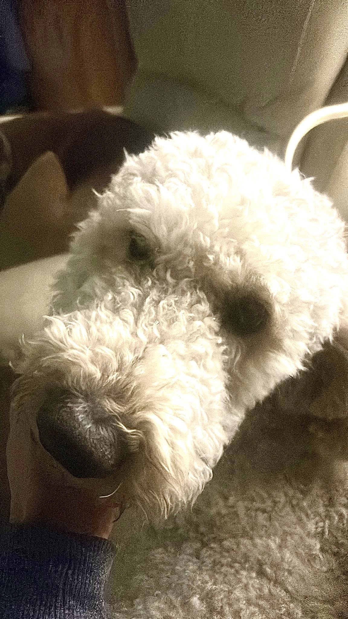 Small white fluffy dog held in arms