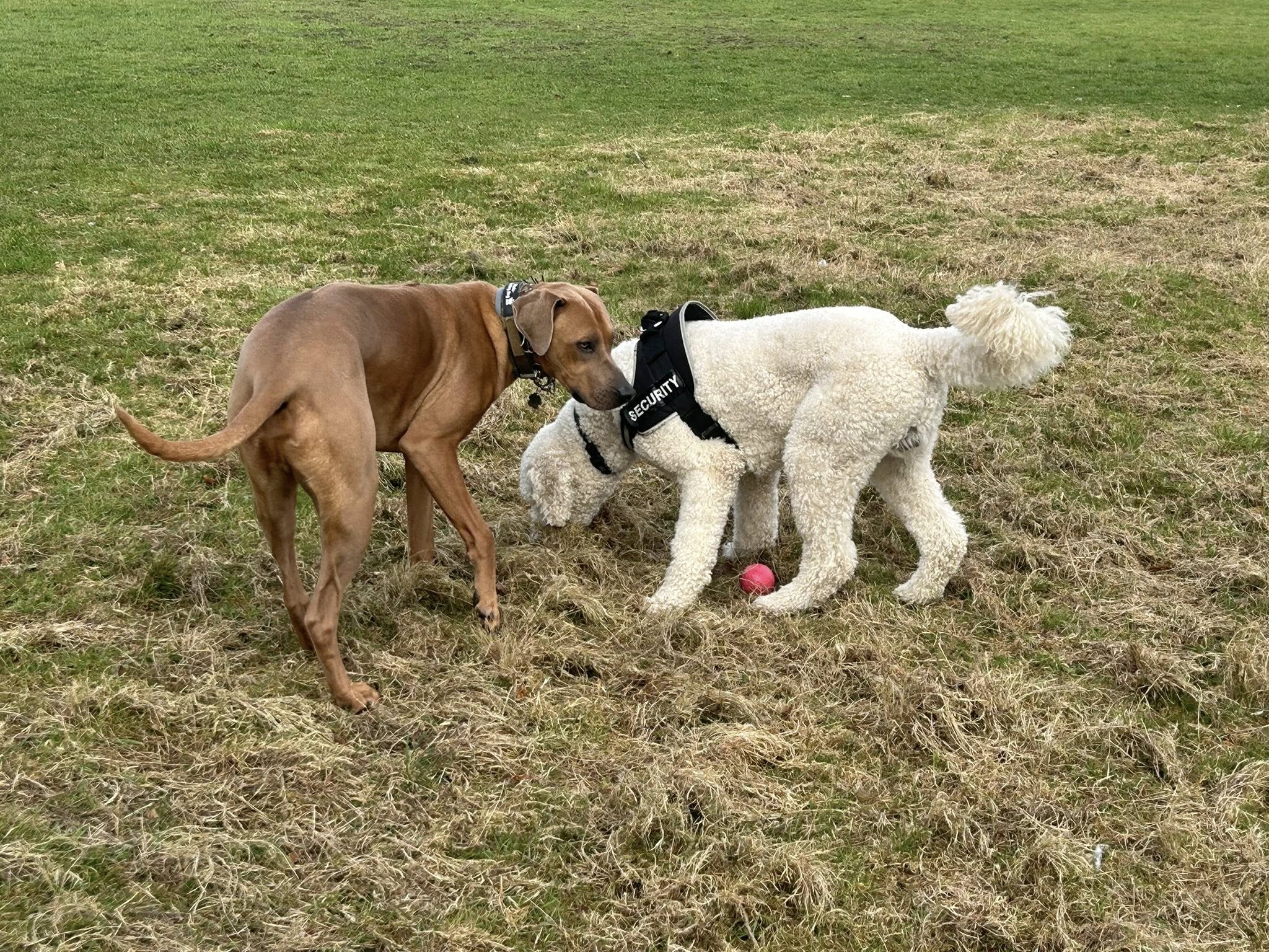 Two dogs playing together on grassy field