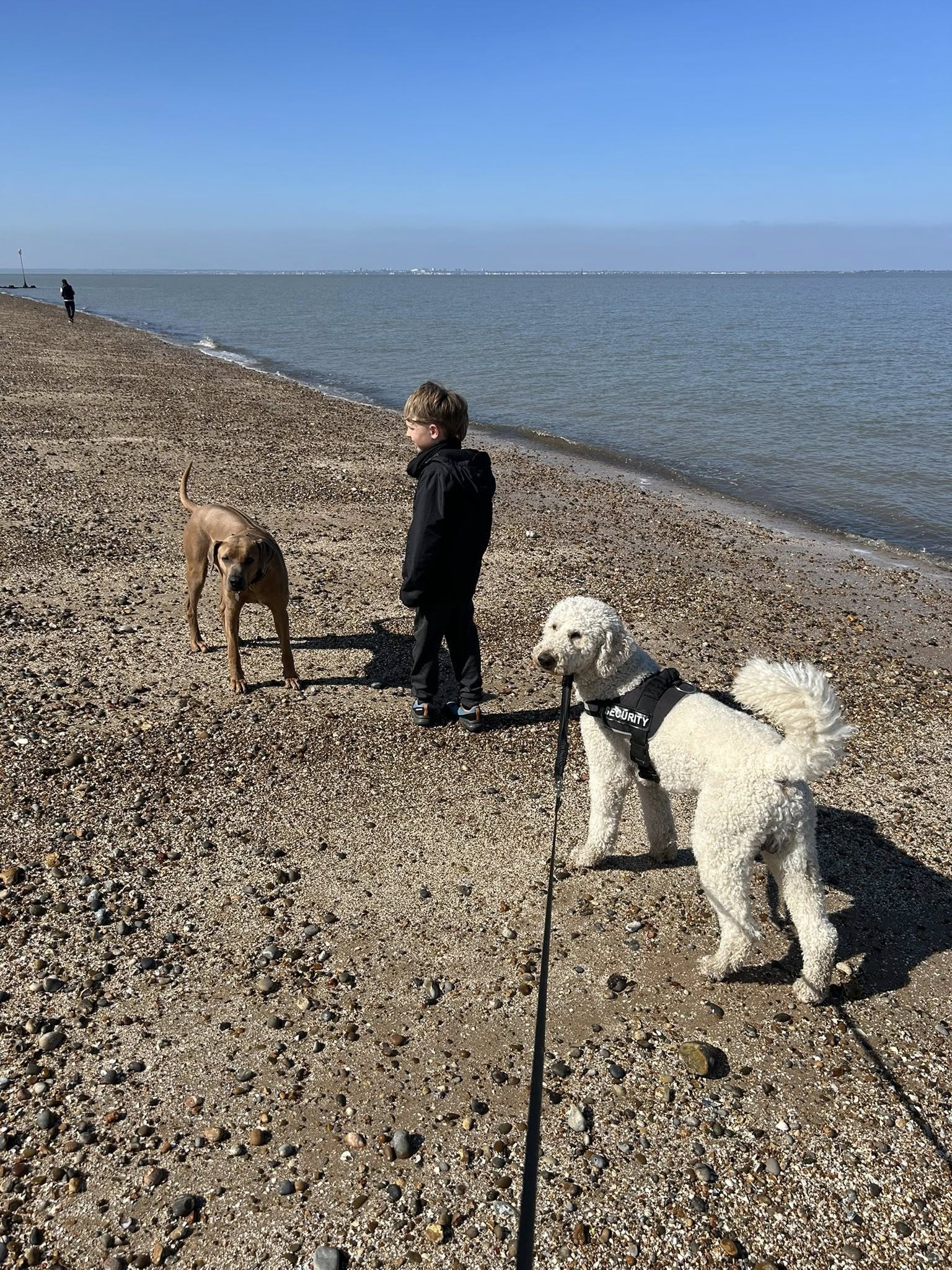 Child with two dogs on beach