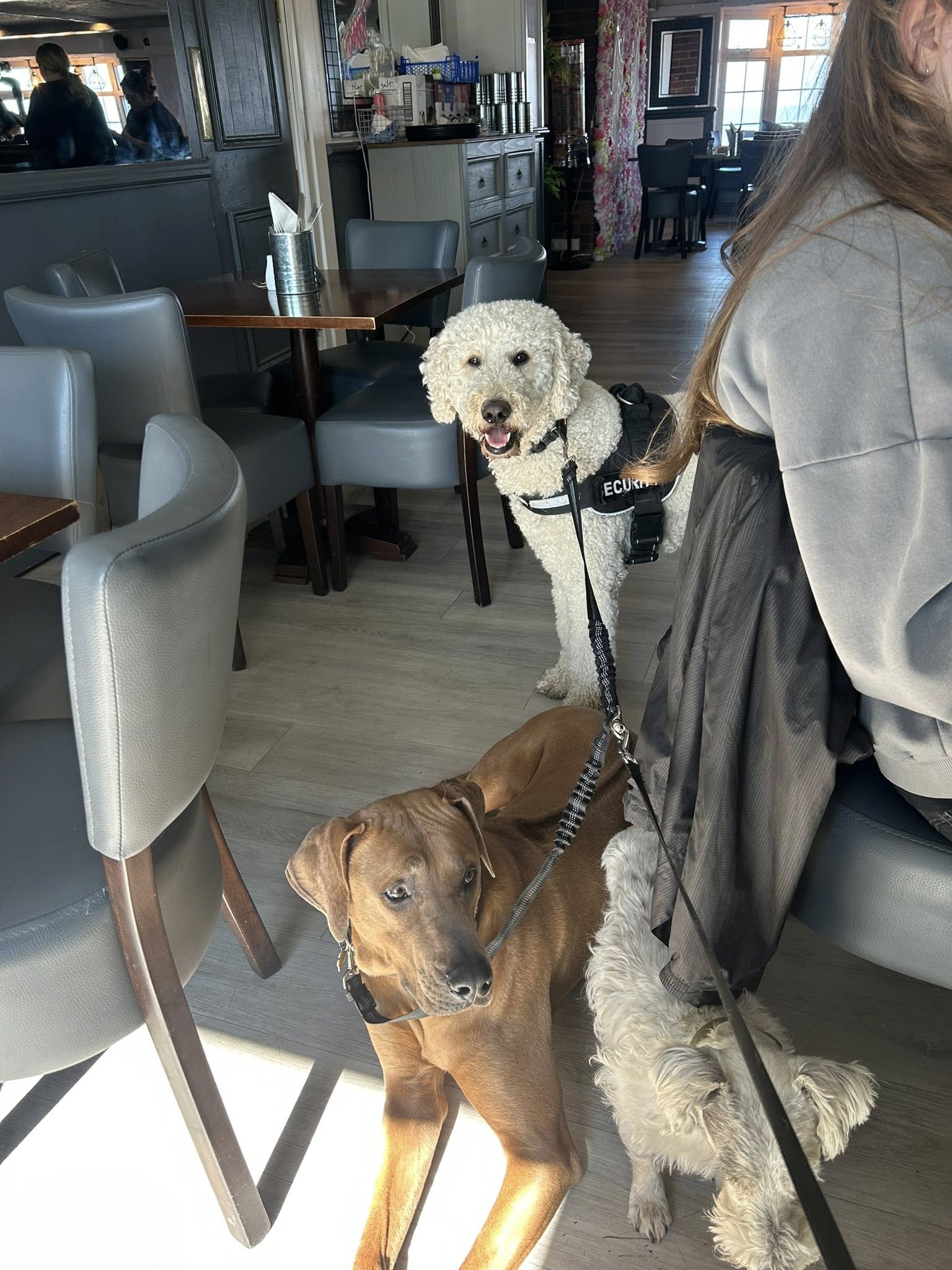 Two dogs on leashes inside boarding facility