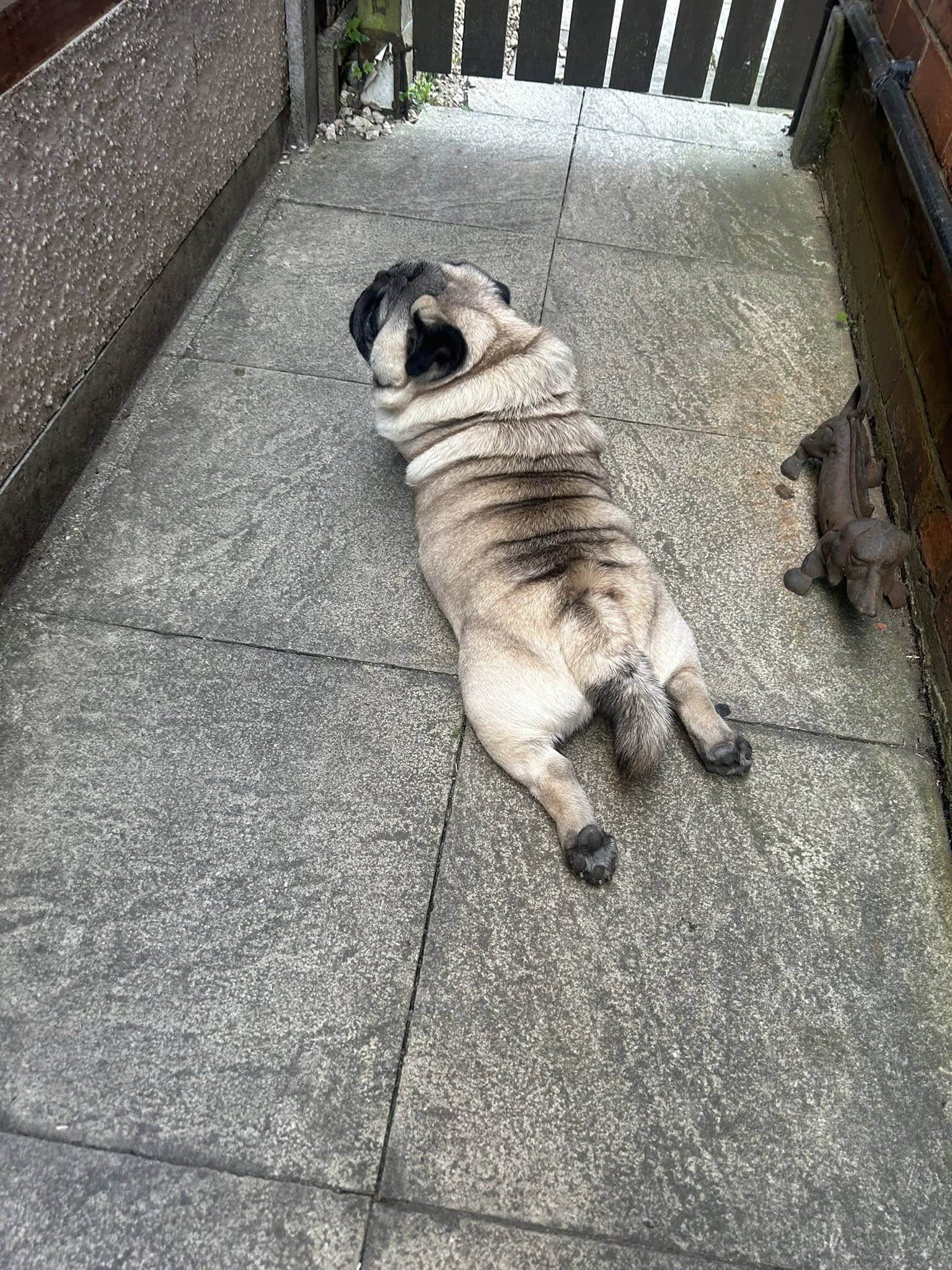 Pug dog lying on outdoor patio