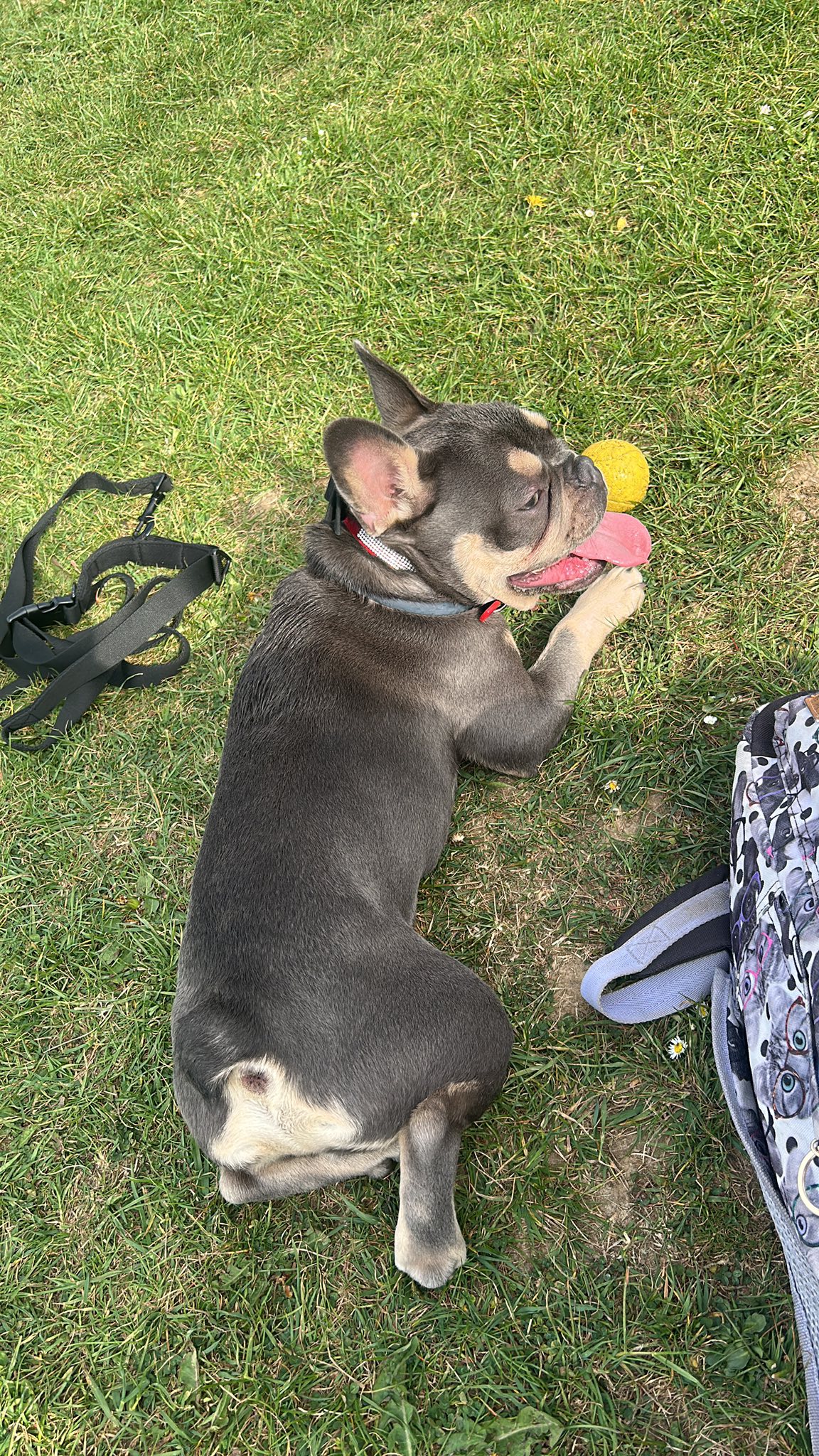 French Bulldog playing with toy on grass