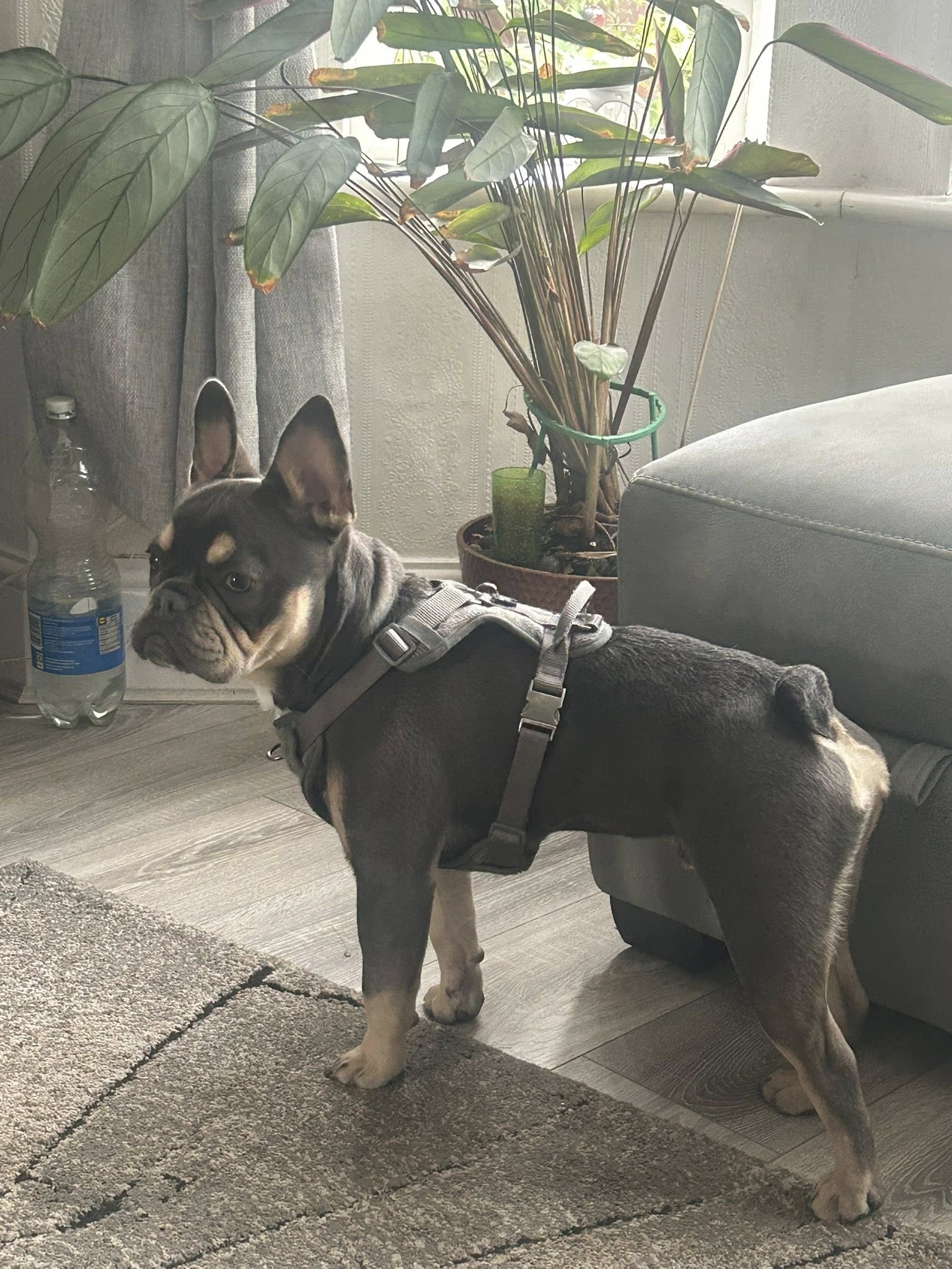Dog wearing harness standing indoors by plants