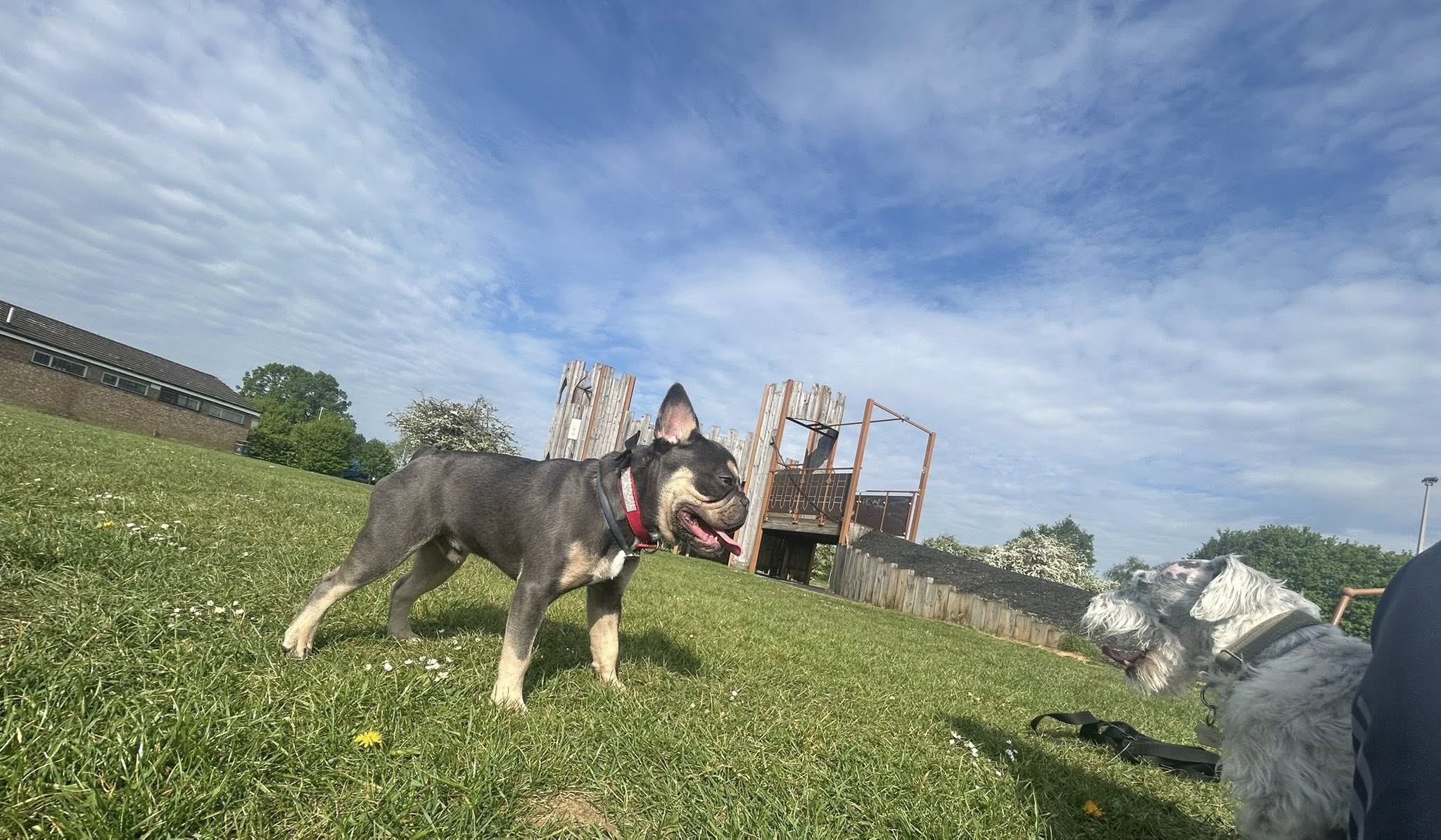 Dogs playing together in grassy outdoor area