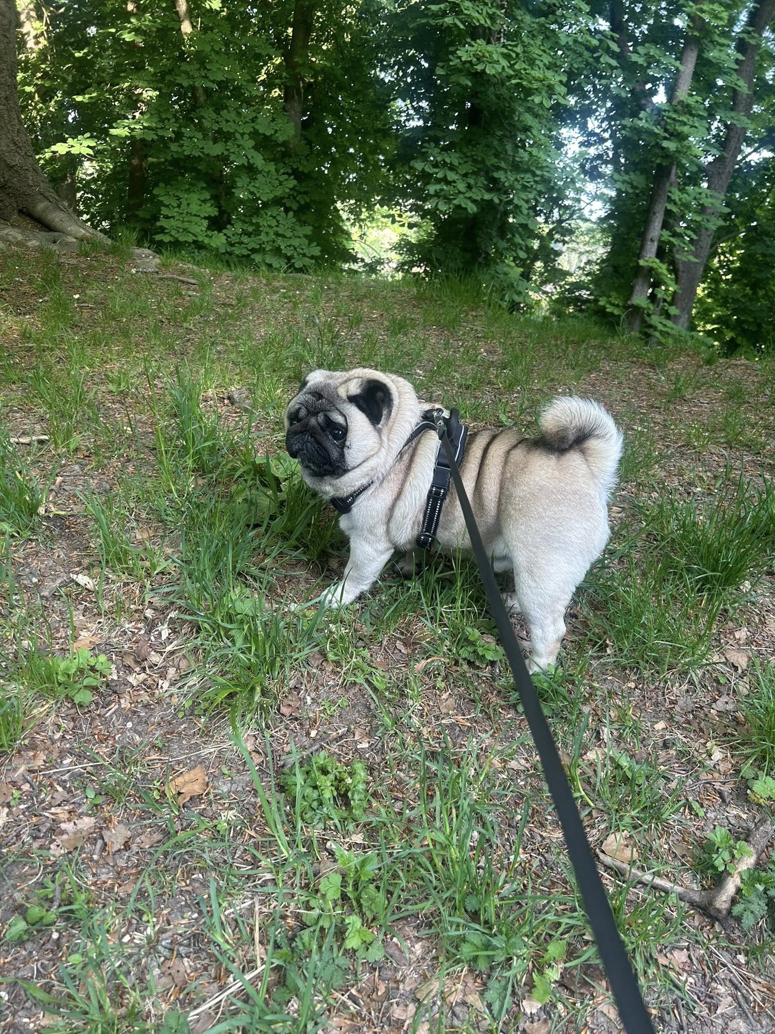 Pug on leash in outdoor wooded area