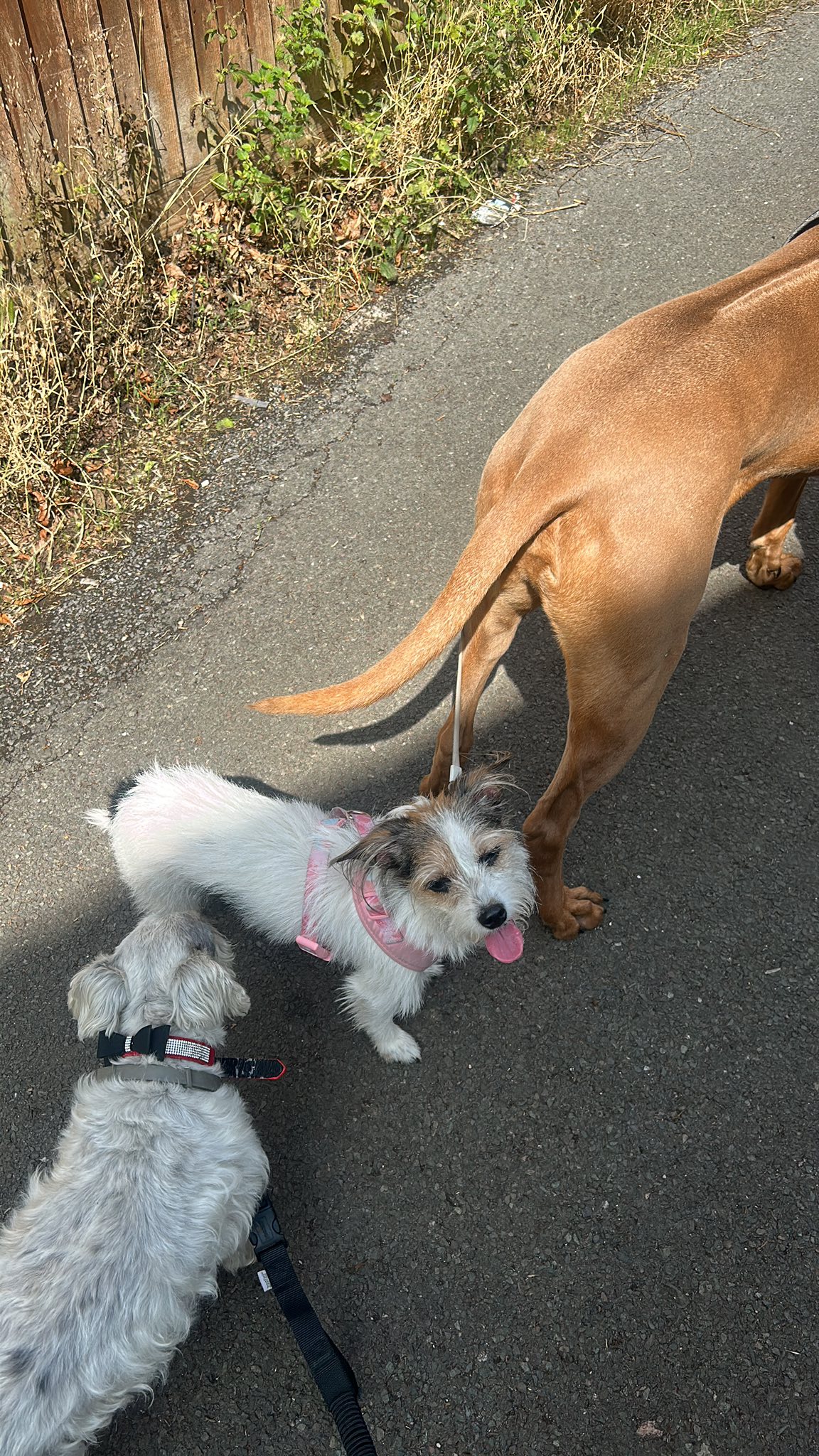 Two dogs greeting each other on a paved path