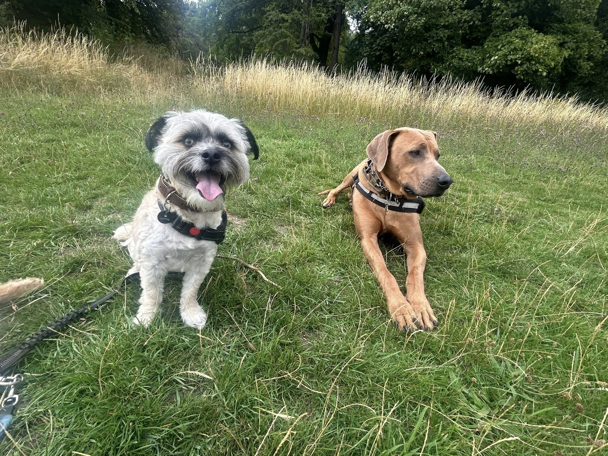 Two dogs sitting together in grassy outdoor area