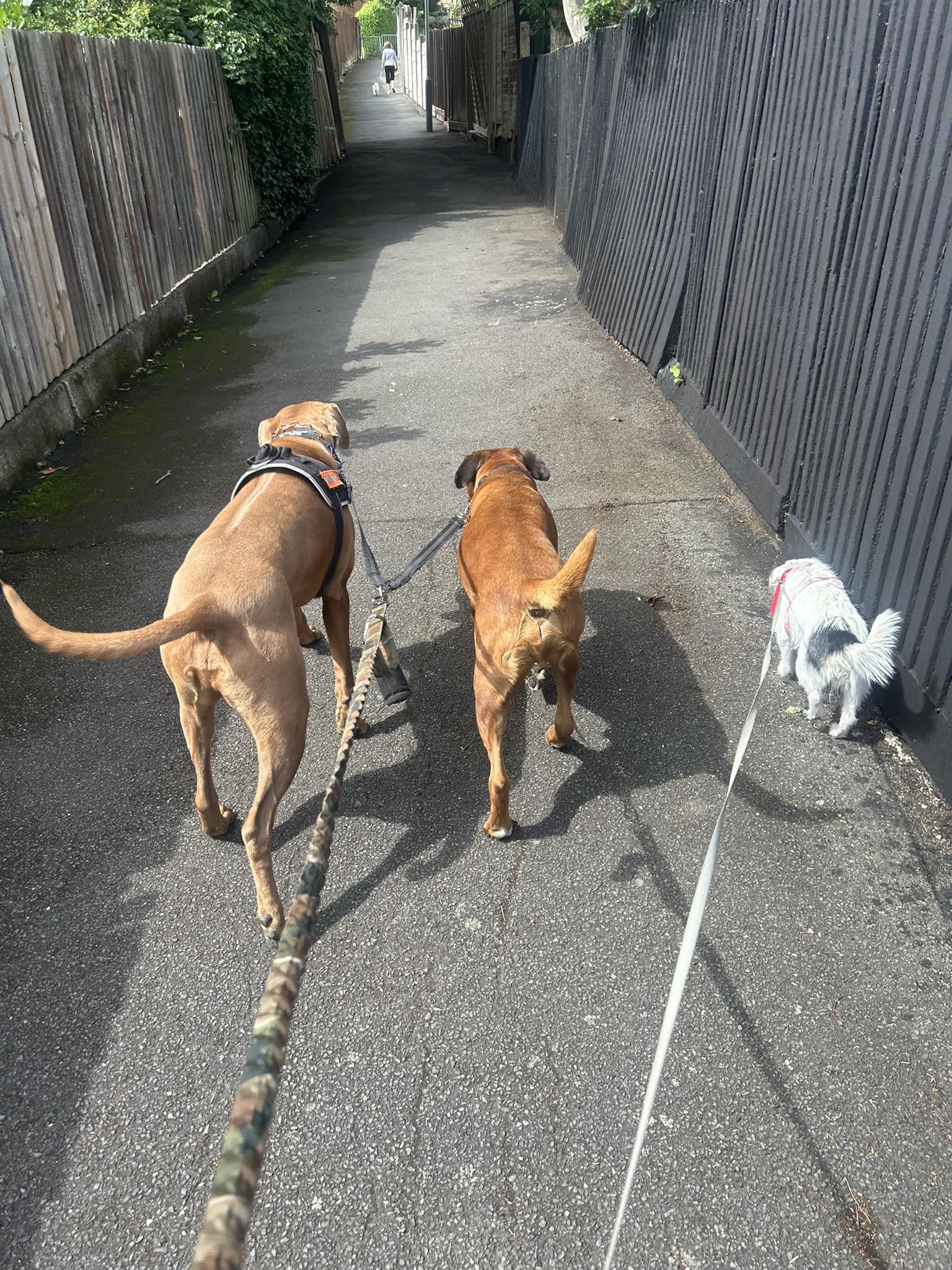 Three dogs walking together on narrow alleyway