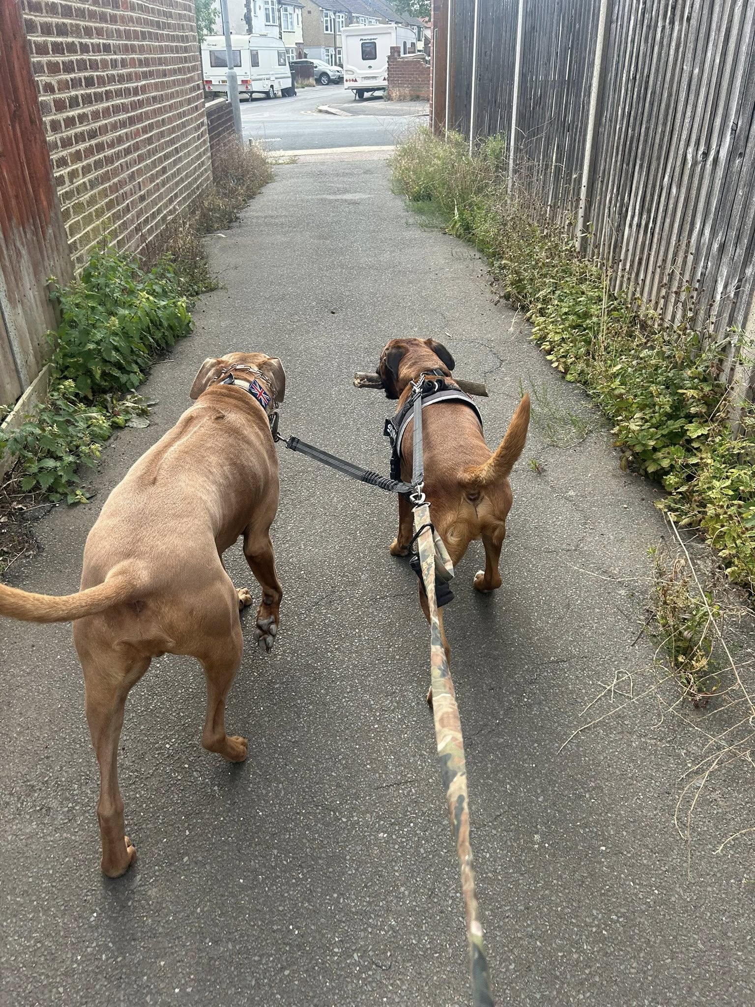 Two brown dogs on leash walking in alley