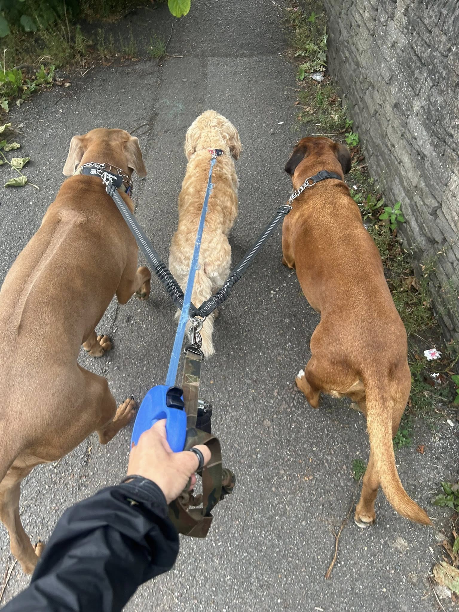 Three dogs on leash walking together outdoors