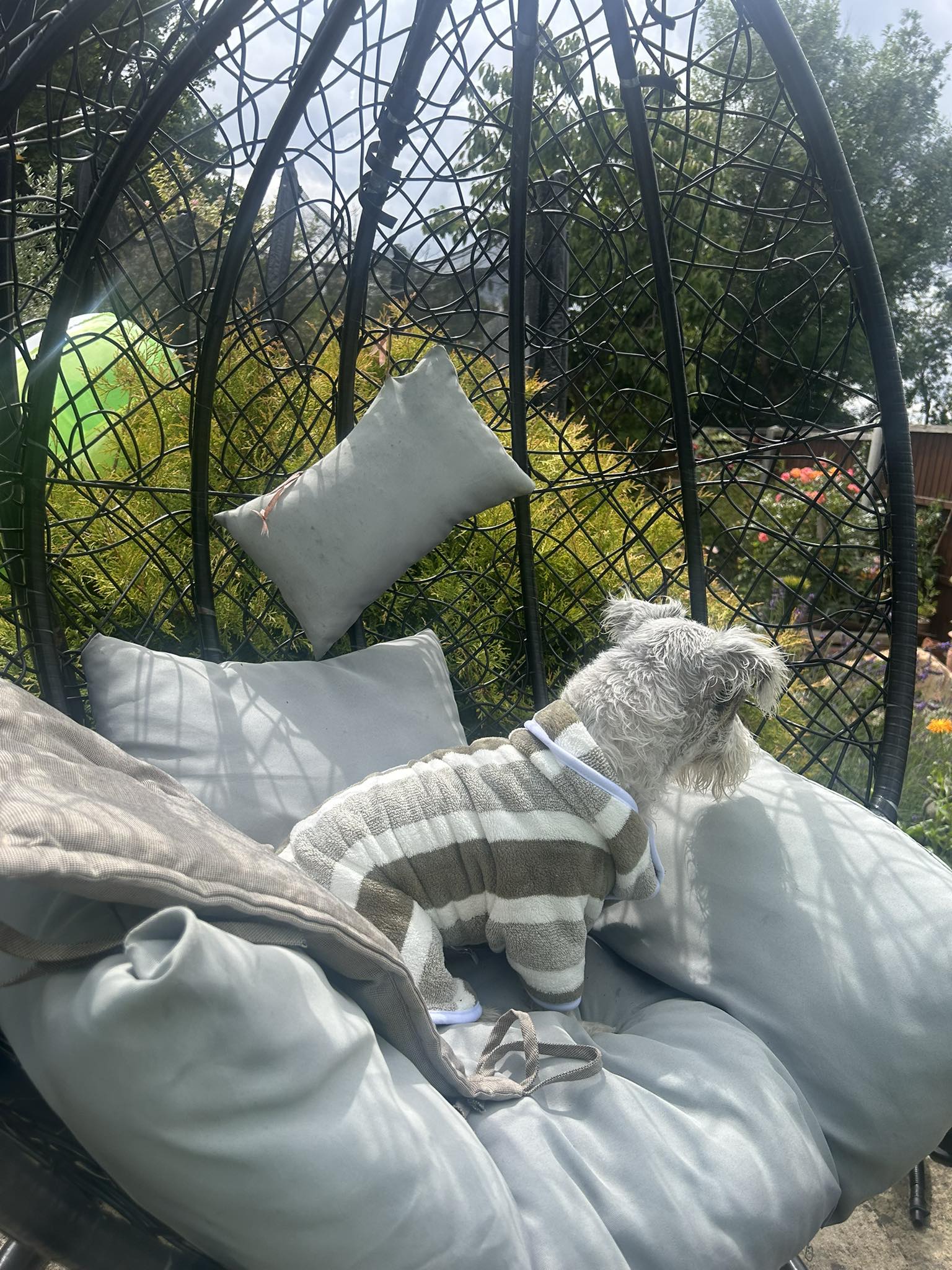Small dog in striped sweater relaxing in garden pod