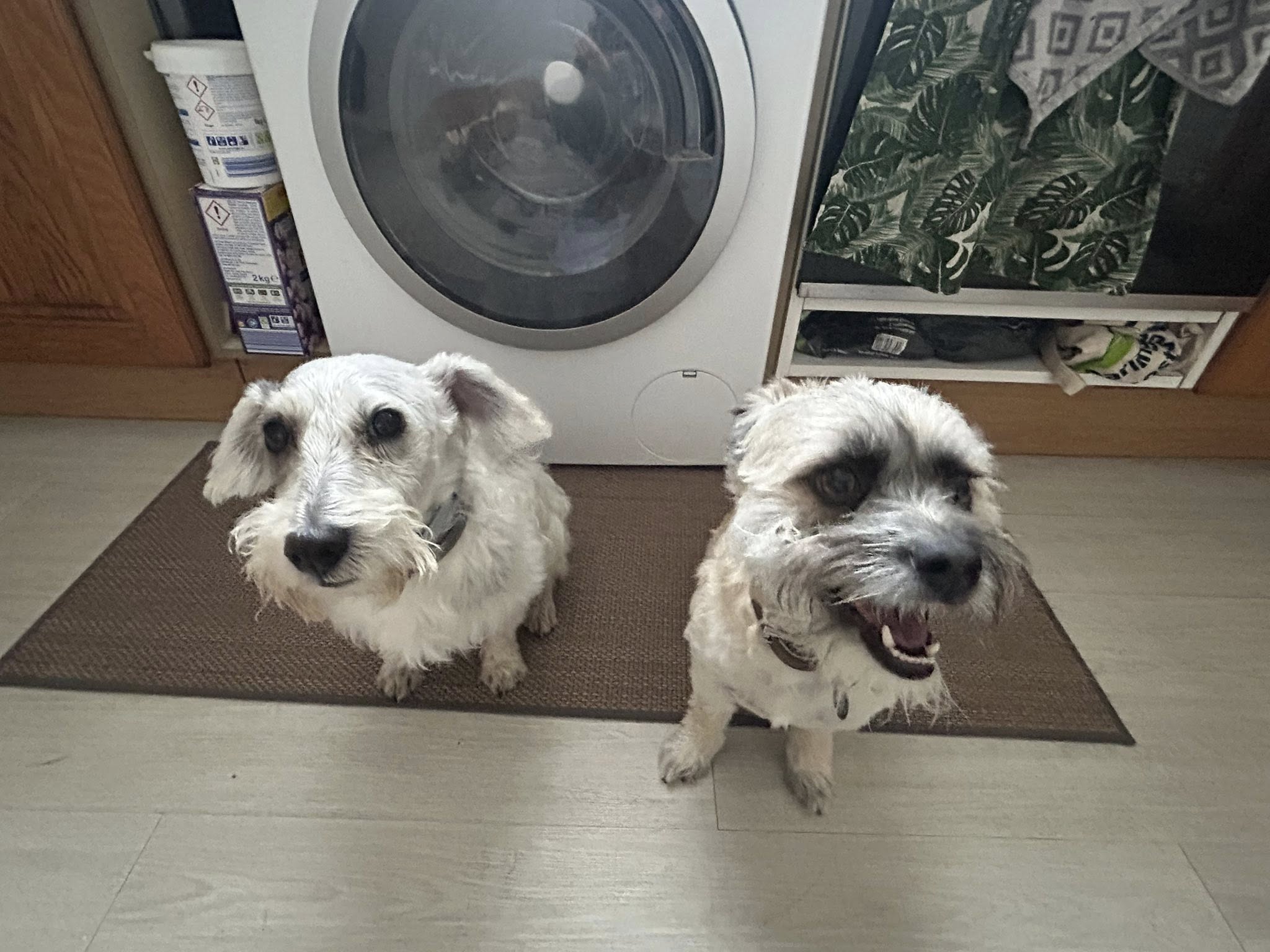 Dog photo