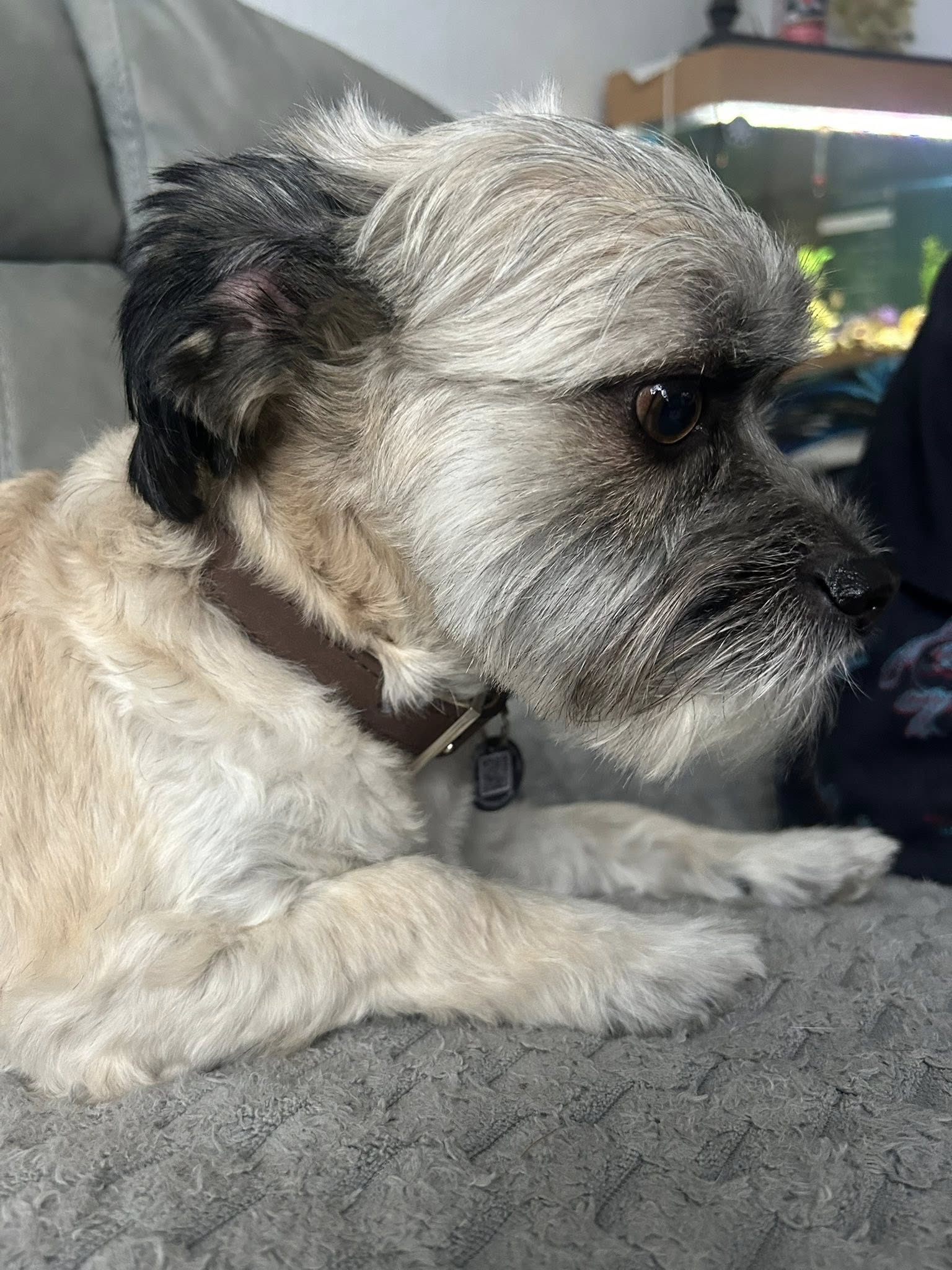 White and black fluffy dog lying on gray carpet